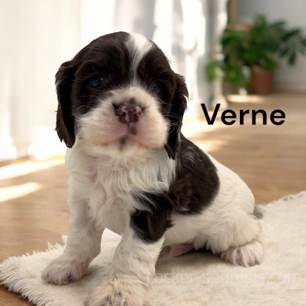 puppy, for, sale, Cocker Spaniel, Joe & Cherri  Overlease, dog, breeder, Miller, MO, dog-breeder, puppy-for-sale, forsale, nearby, find, puppyfind, locator, puppylocator, aca